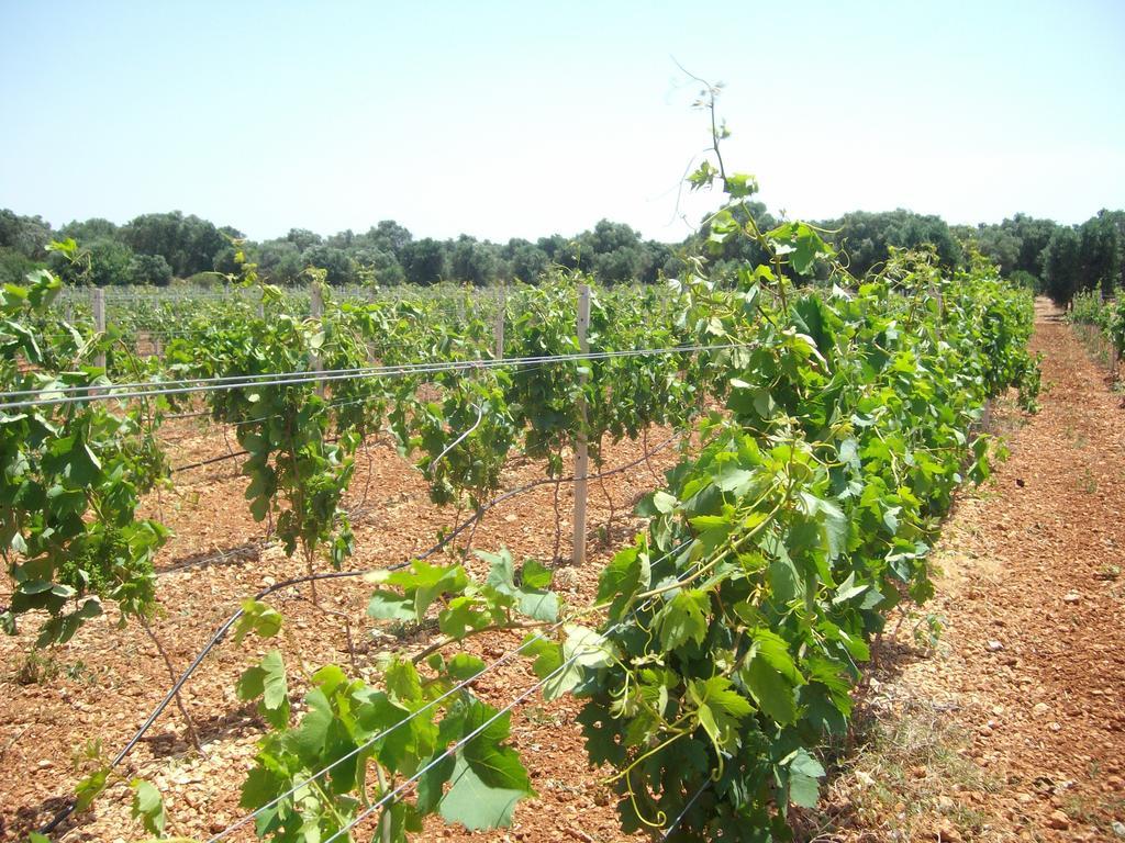 Masseria Nuova Guest House San Marzano di San Giuseppe ภายนอก รูปภาพ