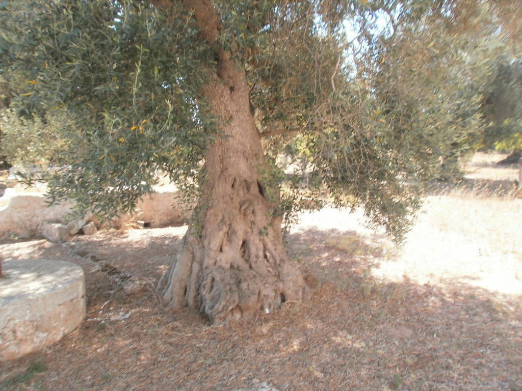 Masseria Nuova Guest House San Marzano di San Giuseppe ภายนอก รูปภาพ