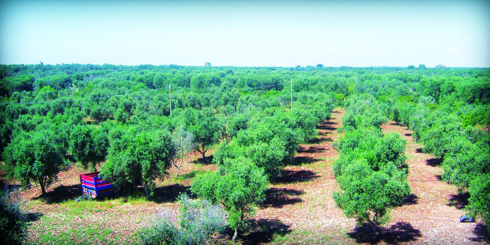 Masseria Nuova Guest House San Marzano di San Giuseppe ภายนอก รูปภาพ